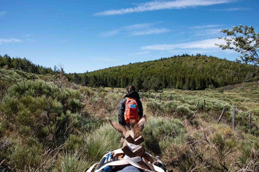 Mont Lozère mit Packeseln - Wanderung