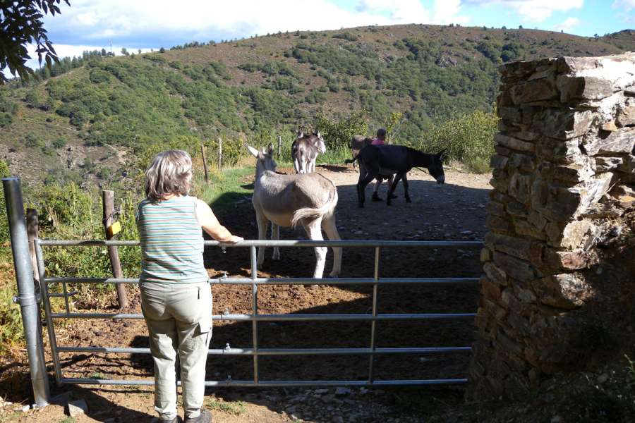 Einführung ins Eselwandern - Wanderung Einführung ins Eselwandern - Wanderung