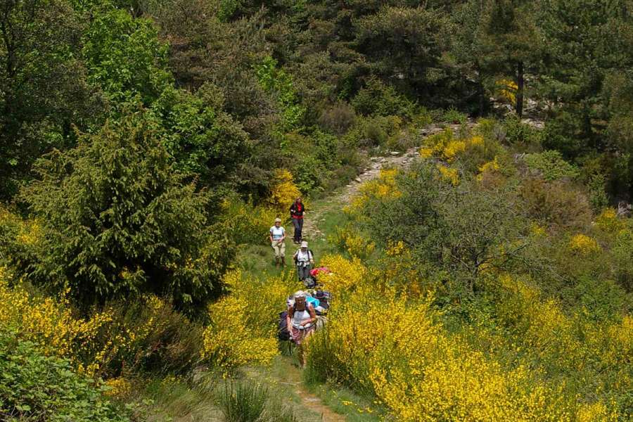 Eselwandern in den südlichen Cevennen - Ginster