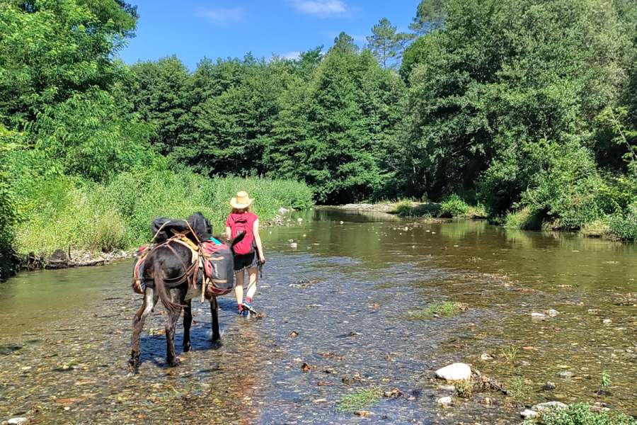 Eselwandern in den südlichen Cevennen - Am Gardon