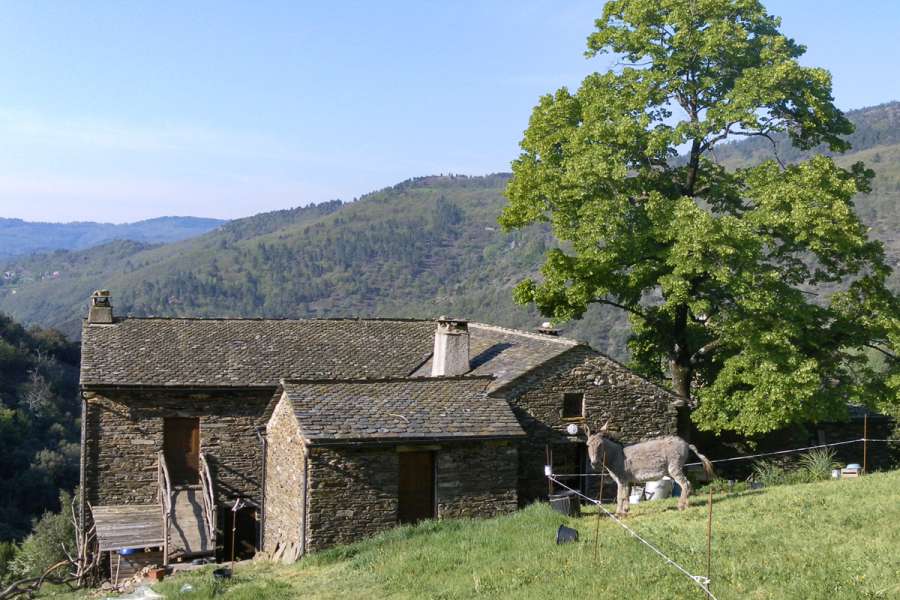 Eselwandern in den südlichen Cevennen - Wanderung