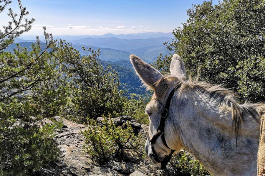 Eselwandern in den südlichen Cevennen - Cevennen mit Esel