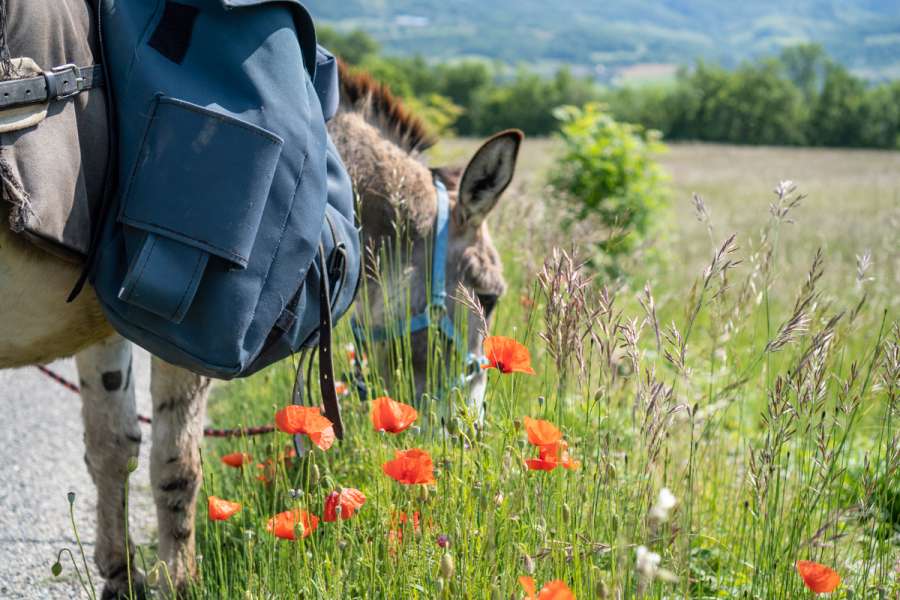 Familienfreundliche Eselwanderung in der Drôme - Blumenpracht