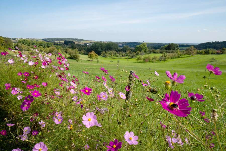 Eselwandern im Elsass - Wanderung