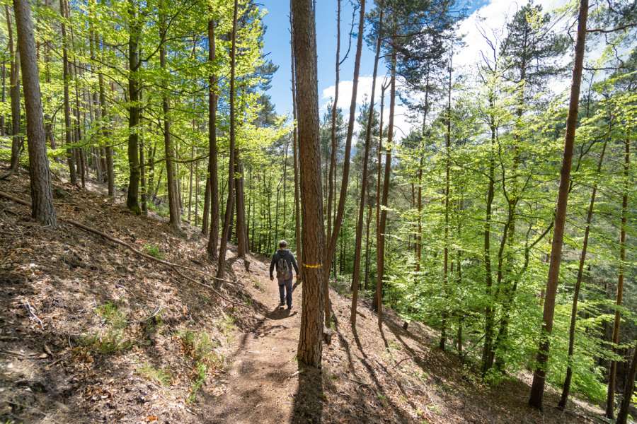 Eselwandern im Elsass - Wanderung