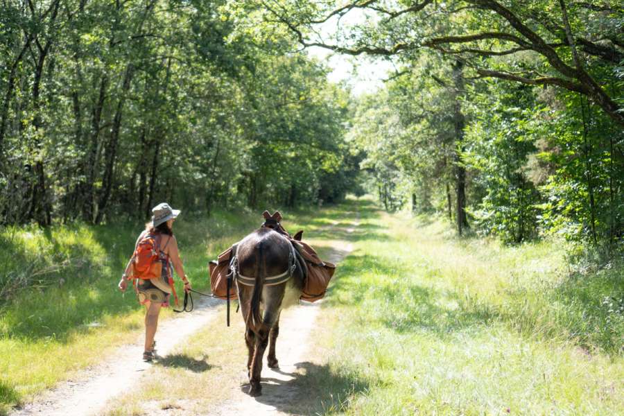 Familienfreundliche Eselwanderung im Loiretal - Grüne Wälder