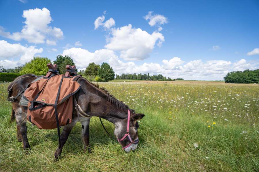 Familienfreundliche Eselwanderung im Loiretal - Eselwandern