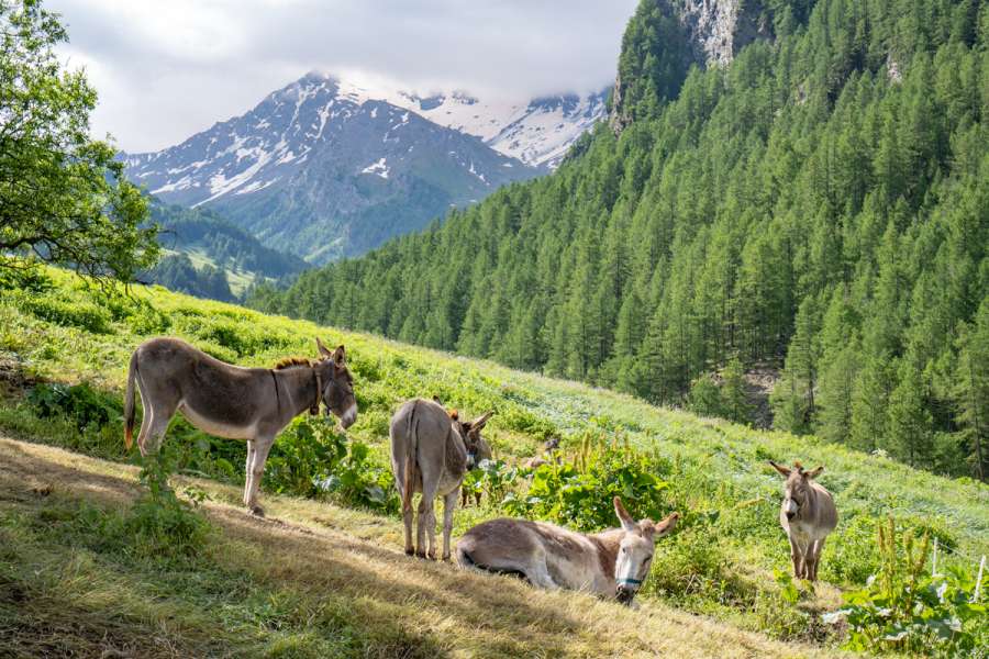 Familienfreundliche Eselwanderung im Queyras - Eselbande