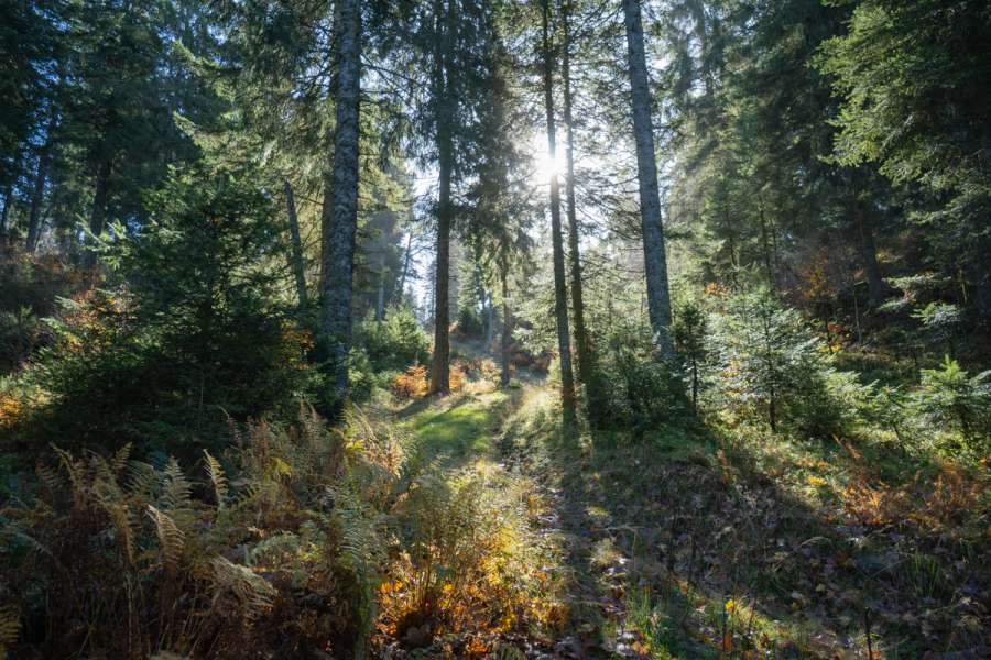 Standortwanderung Vogesen - Wanderung